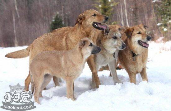 奇努克犬发烧怎么办 奇努克犬发烧治疗方法