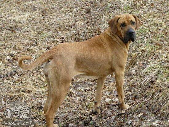 日本土佐犬拉稀怎么办 日本土佐犬拉肚子解决方法