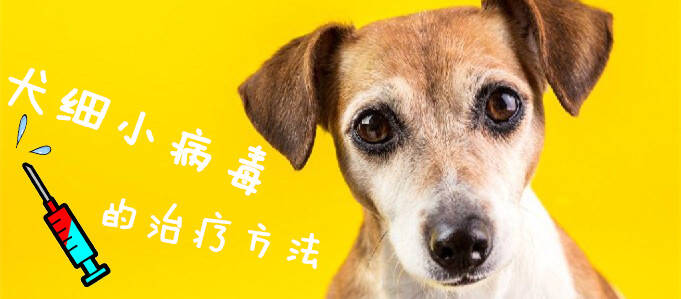 犬细小病毒的治疗方法