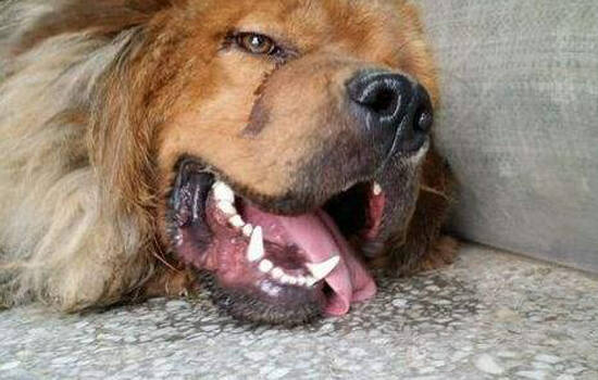 狗狗牙周炎如何治疗 牙周炎狗狗饮食的克星