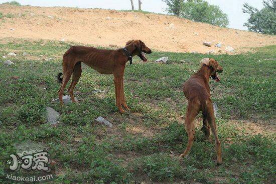 中国细犬注射疫苗不良反应解决方法