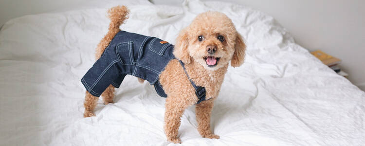 幼犬几个月可以打狂犬 这些注意事项要记住！