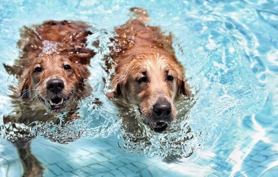 狗狗溺水怎么急救处理 预防意外发生