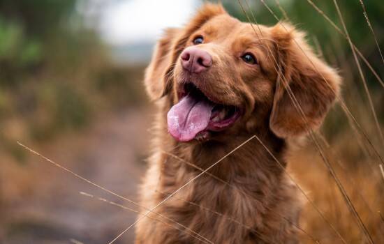 狗狗咳血有几种原因 狗狗急救措施