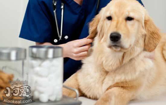 狗狗疫苗失败怎么的补救措施有哪些 狗狗疫苗失败原因