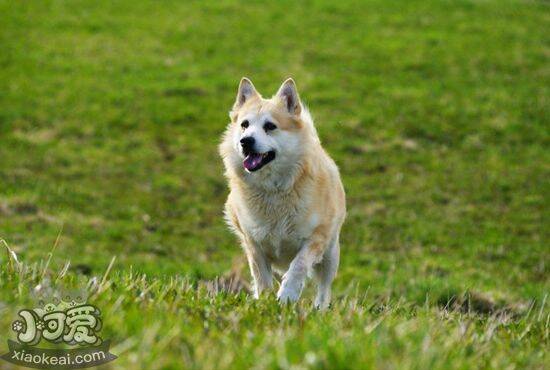 挪威布哈德犬有耳螨如何治疗 挪威布哈德犬耳螨治疗