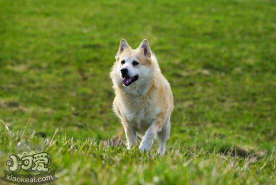 挪威布哈德犬有耳螨如何治疗 挪威布哈德犬耳螨治疗