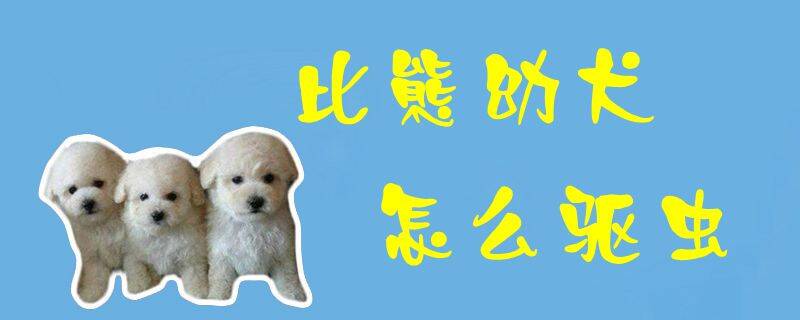 比熊幼犬怎么驱虫
