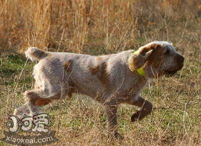 怎么预防史毕诺犬中暑 史毕诺犬中暑预防以及治疗