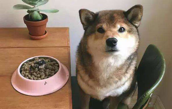 家里怎么给狗狗驱虫 狗狗驱虫药别乱喂！