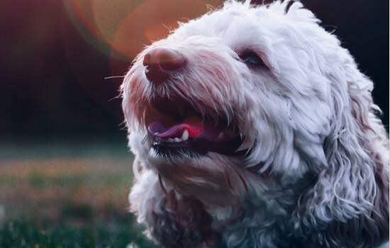 什么狗狗容易得犬瘟 几个月的狗狗容易得犬瘟