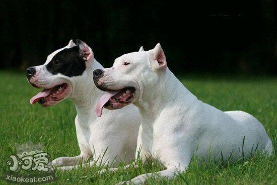 杜高犬呕吐怎么治疗 杜高犬呕吐解决方法