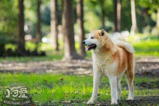 秋田犬呕吐拉稀怎么办 秋田犬拉稀呕吐治疗方法