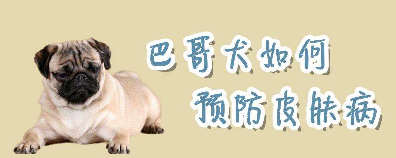 巴哥犬如何预防皮肤病