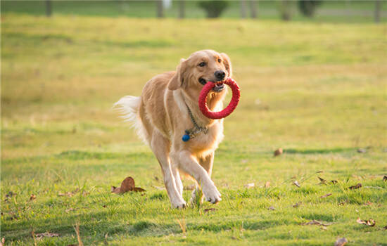 古牧犬拉稀怎么办