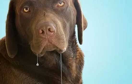 宠物狗食物中毒的处置 宠物狗食物中毒的症状