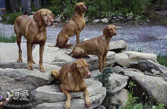 维希拉猎犬拉稀怎么办 维希拉猎犬拉肚子解决方法