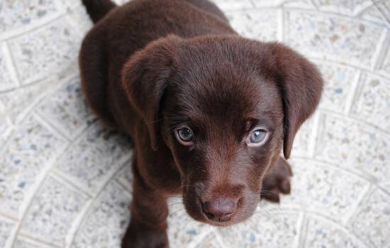 犬瘟狗狗不吃东西怎么办