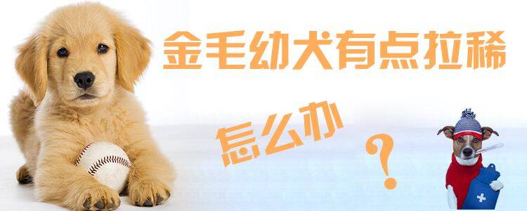 金毛幼犬有点拉稀怎么办