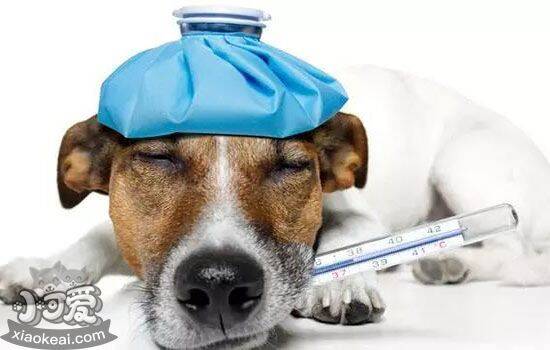 狗狗感冒症状及治疗 怎样应对狗狗感冒