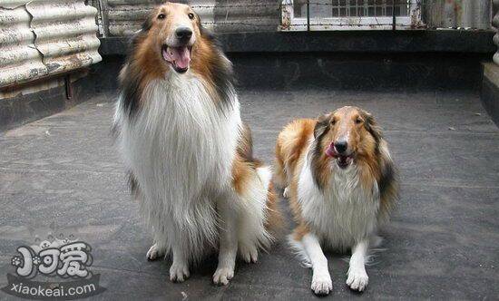 苏格兰牧羊犬生病的表现 苏格兰牧羊犬生病症状介绍