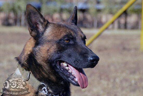 马里努阿犬呕吐怎么治疗 马里努阿犬呕吐治疗方法