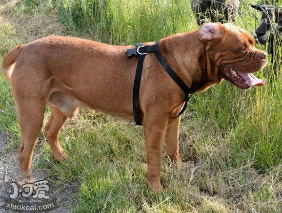 波尔多犬犬瘟热症状是什么 波尔多犬犬瘟热治疗预防方法