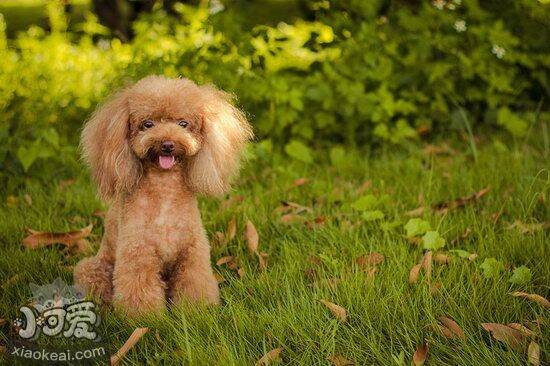 贵宾犬便秘怎么办 贵宾犬便秘解决方法