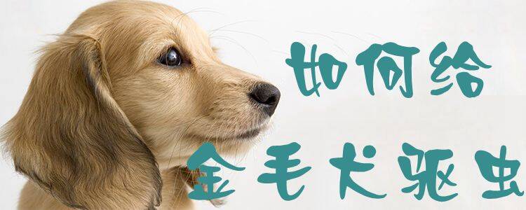 如何给金毛犬驱虫