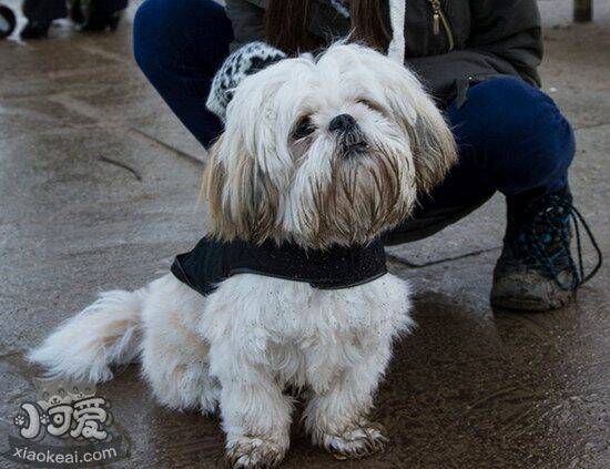 拉萨犬呕吐怎么办 拉萨犬呕吐不吃东西解决办法