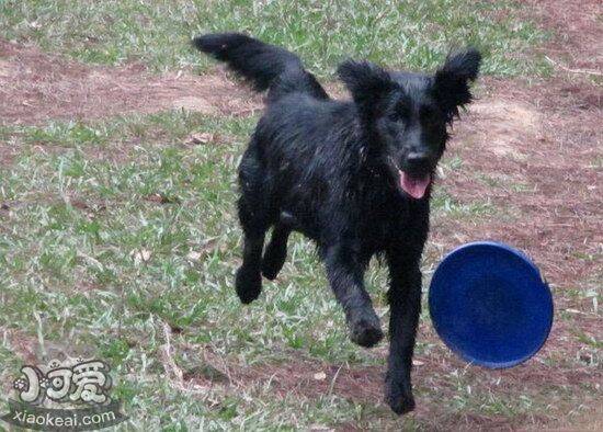 平毛寻回猎犬肠胃不好吃什么 平毛寻回犬肠胃炎吃什么药