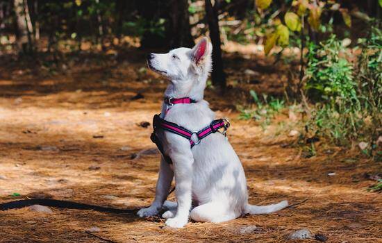 狗狗打完狂犬疫苗后咬人有事吗