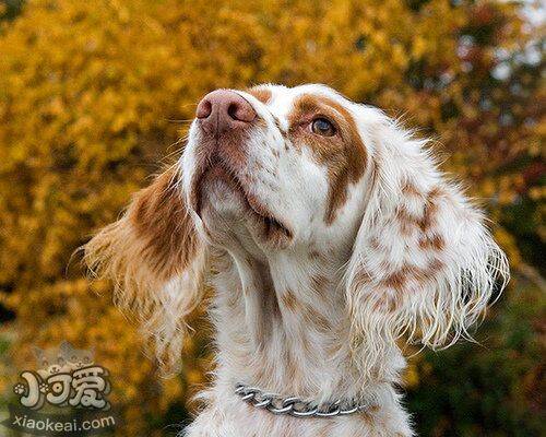 英格兰雪达犬身上有螨虫怎么办