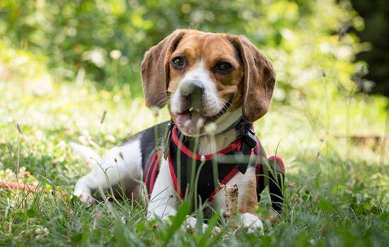 犬细小病毒感染的临床表现