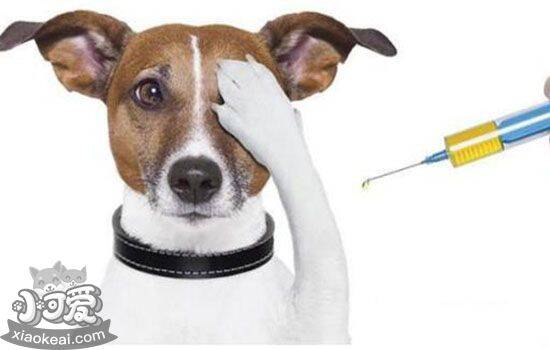 狗狗感冒能打疫苗吗 别踩这些疫苗雷区