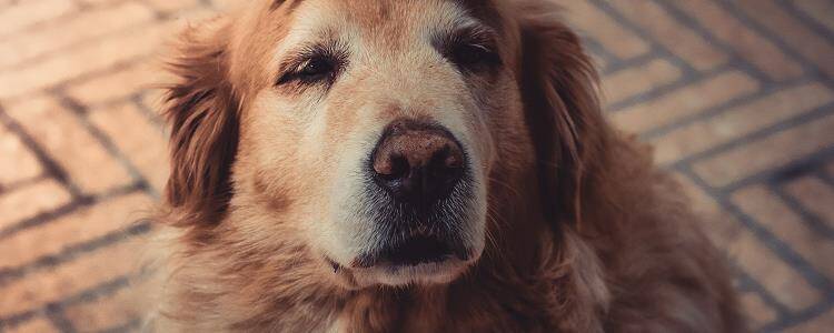 犬瘟热用什么药治疗最佳