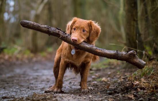 狂犬病潜伏期症状