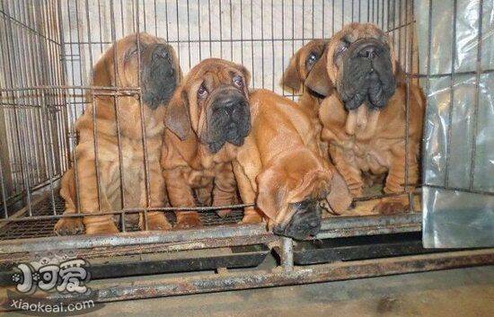扭玻利顿犬眼屎多怎么回事 扭玻利顿为什么眼屎变得多