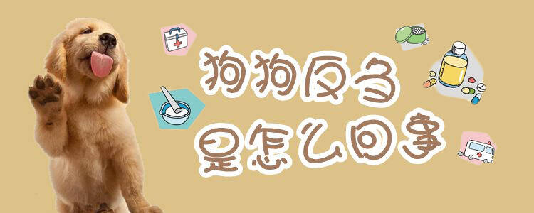 狗狗反刍是怎么回事