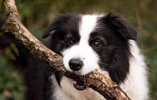 犬鞭虫病的病因与临床症状【图】 犬寄生虫你知道得太少了