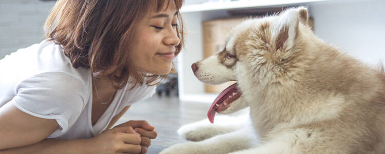母犬低血糖怎么办 如何预防