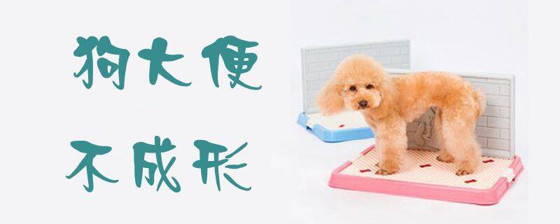 狗大便不成形
