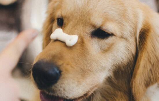 狗狗尿毒症是什么反应 要小心护理！