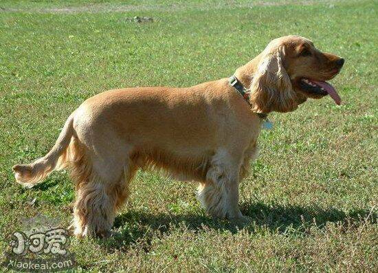 田野小猎犬有牙结石怎么办 田野小猎犬牙结石预防治疗方法