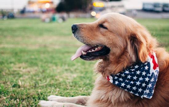 狗狗骨炎有什么症状 骨头也会发炎吗？