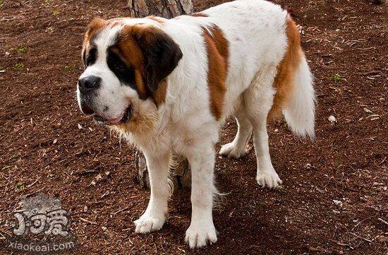 圣伯纳犬肠胃炎怎么办 圣伯纳犬肠胃炎症状及治疗方法