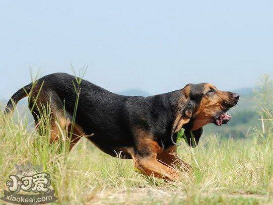 寻血猎犬发烧怎么解决 寻血猎犬发烧处理方案