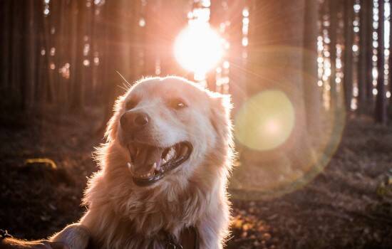 狗怎么得狂犬病