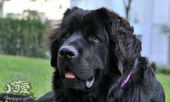 纽芬兰犬皮肤病怎么办 纽芬兰犬常见皮肤病治疗方法