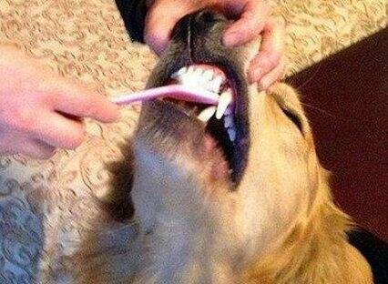 狗狗牙周炎怎么办 狗狗牙周炎吃什么药